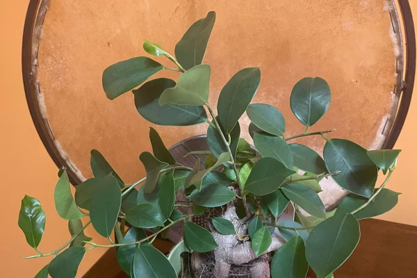 Regalo de Viki para KSEMAN